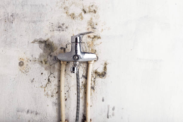 Best Commercial Mold Removal  in Hannibal, MO
