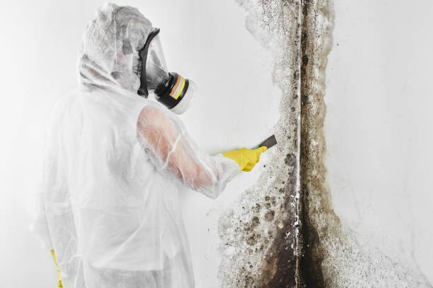 Best Professional Mold Removal  in Hannibal, MO