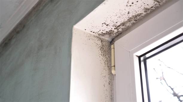 Best Office Mold Removal Services  in Hannibal, MO