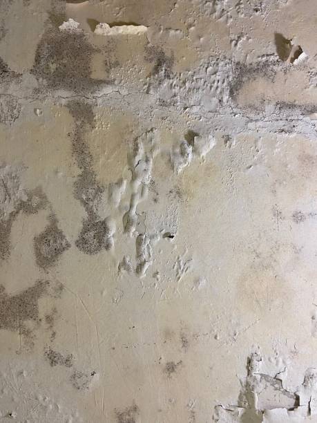 Best Home Mold Removal  in Hannibal, MO