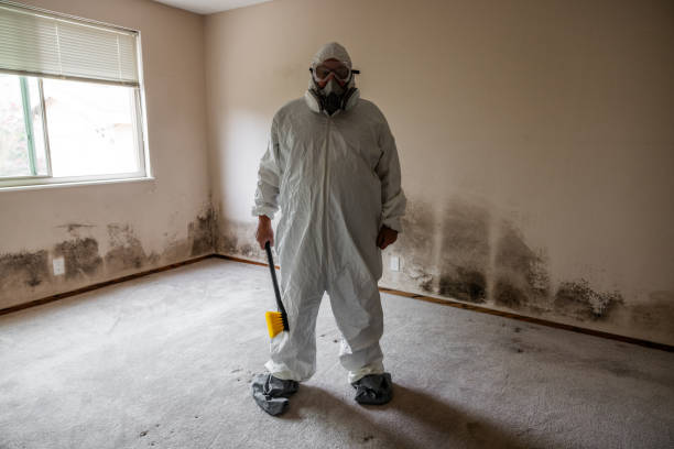 Mold Testing and Removal in Hannibal, MO