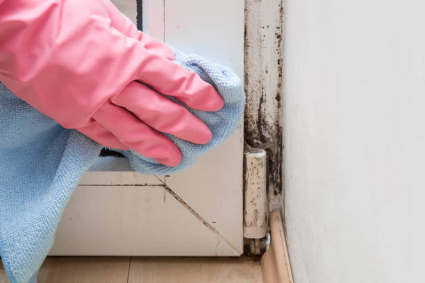 Best Crawl Space Mold Removal  in Hannibal, MO