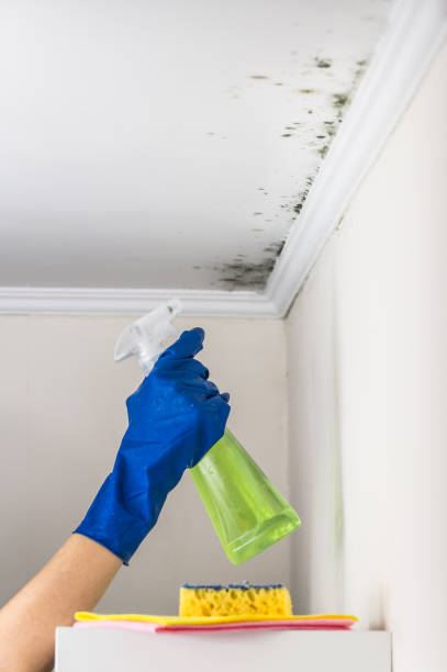 Best Mold Removal Company Near Me  in Hannibal, MO