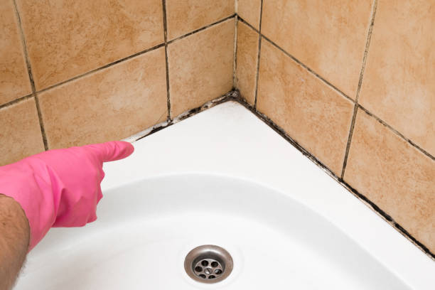 Best Commercial Mold Removal  in Hannibal, MO